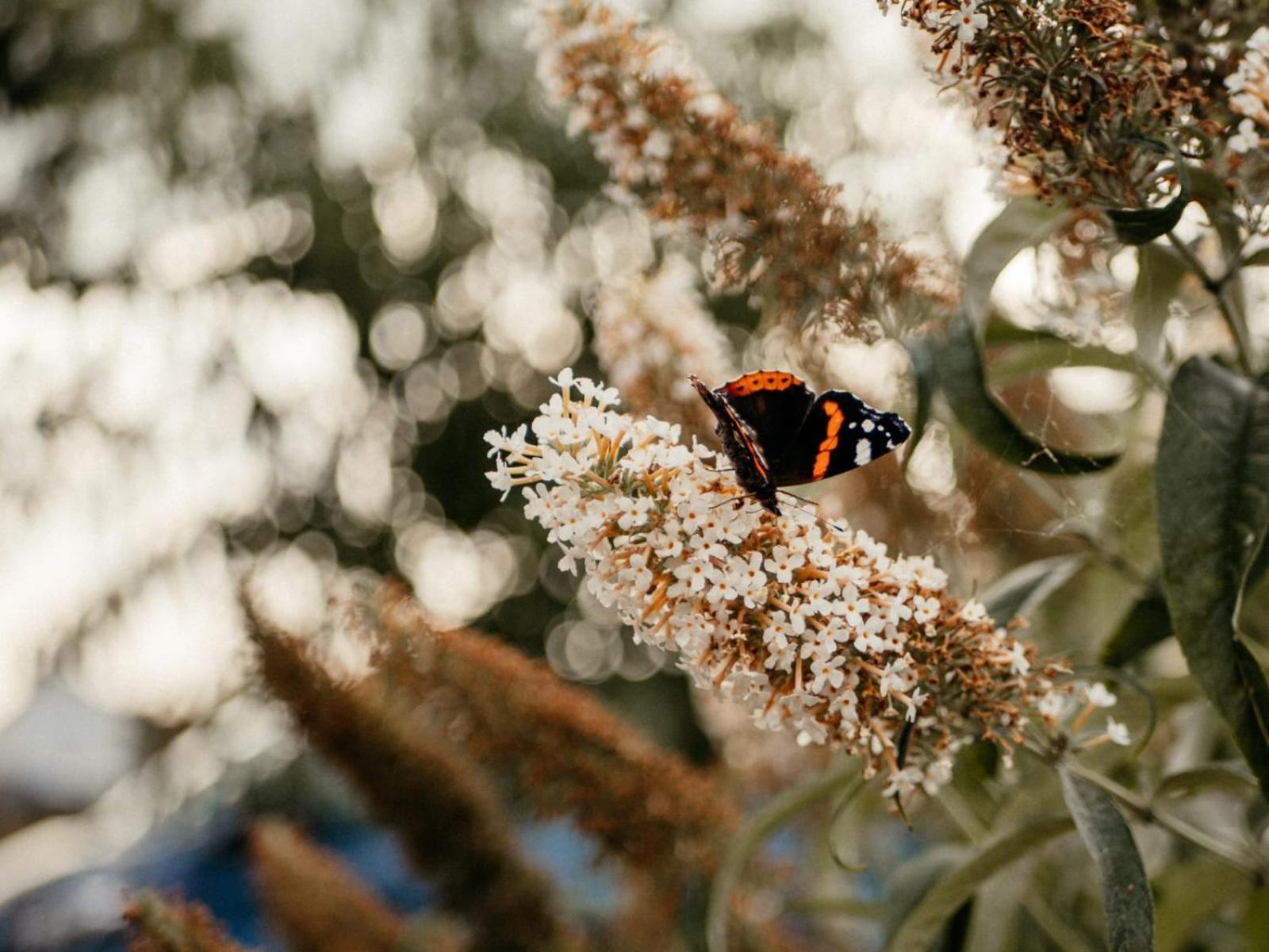 Вілла Purple Papillon Гувелланд Екстер'єр фото